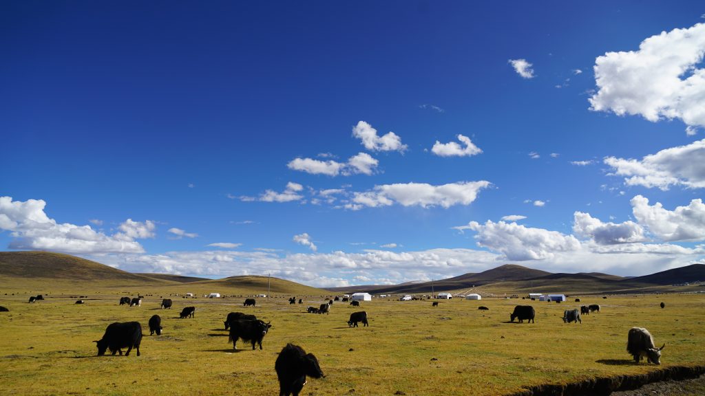 Braiding community values with science is key to ecosystem restoration