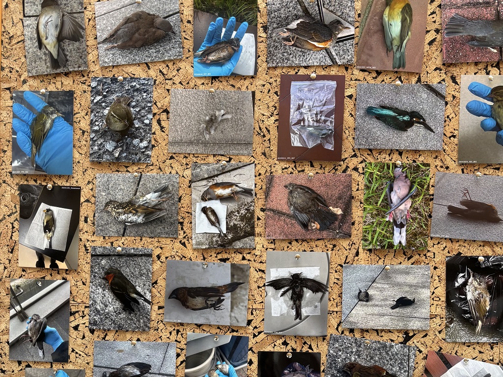 Health and Environmental Sciences leads in bird collision prevention efforts